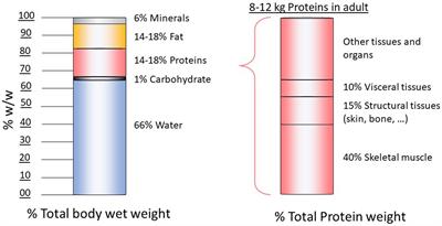 Protein quality, nutrition and health